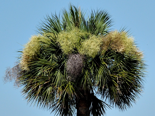 {Sabal palmetto}
